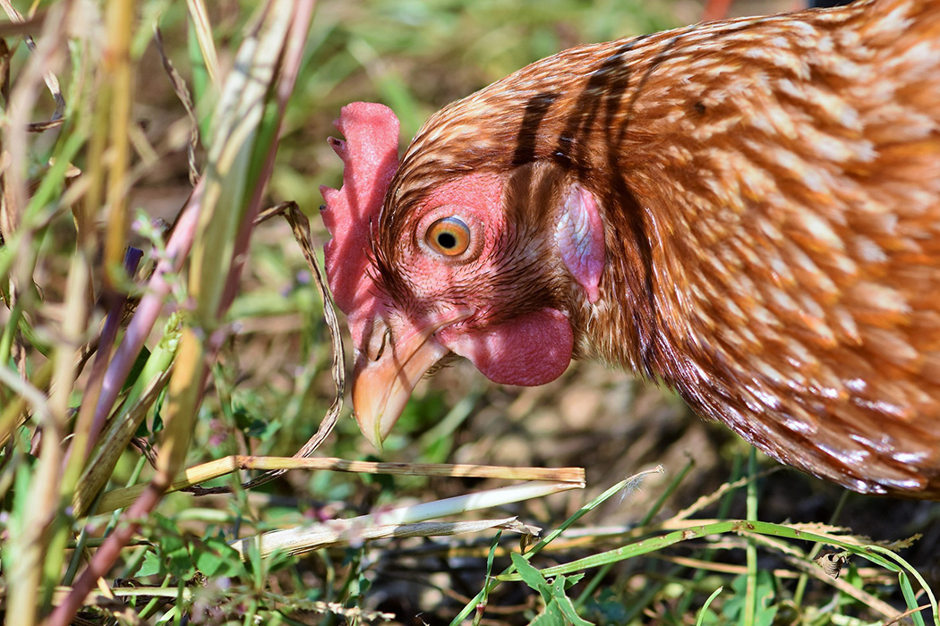 Koreańskie drobiarstwo walczy z HPAI