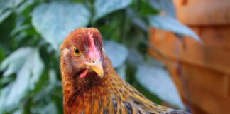 BIOASEKURACJA – apel o szczególną uwagę i ostrożność z powodu nowych ognisk grypy ptaków