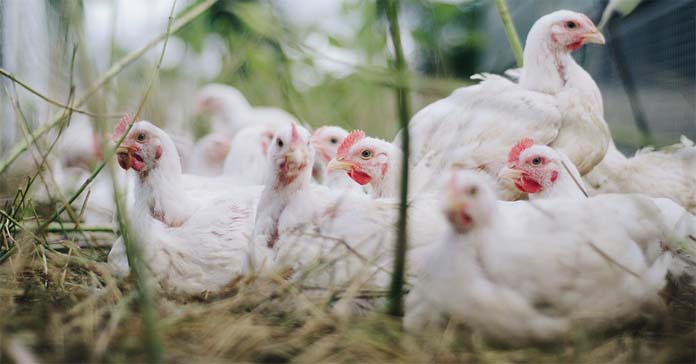 kurczaki, Produkcja kurcząt, Krajowa Izby Producentów Drobiu i Pasz