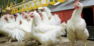 Koniec drobiarskich snów o polskiej potędze w Chinach?