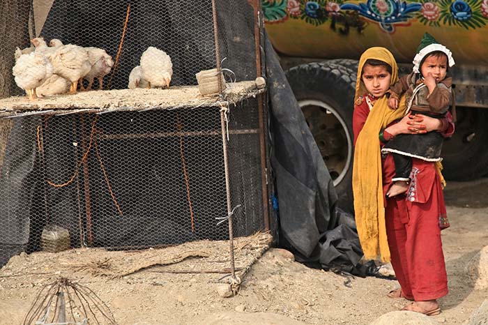 Milionowe straty drobiu z powodu HPAI w Azji