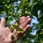 Rząd dobija branżę piwną! Plantatorzy chmielu biją na alarm: „To nasz koniec!”