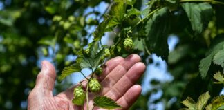 Rząd dobija branżę piwną! Plantatorzy chmielu biją na alarm: „To nasz koniec!”