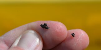 Wystawiamy żółte naczynia. Chowacz czterozębny rozpoczął żer!