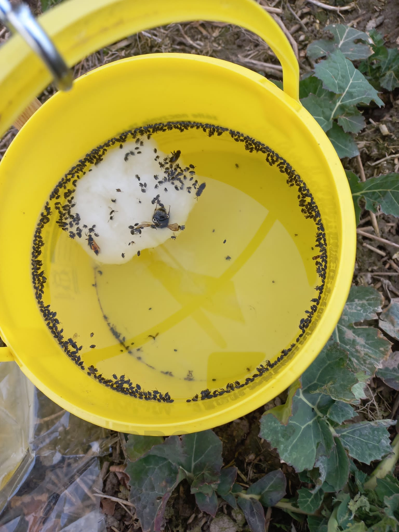 Chowacze łodygowe atakują rzepak. Konieczny zabieg insektycydowy