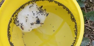Chowacze łodygowe atakują rzepak. Konieczny zabieg insektycydowy