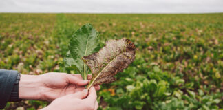 Przełom w ochronie plantacji buraka cukrowego przed chwościkiem