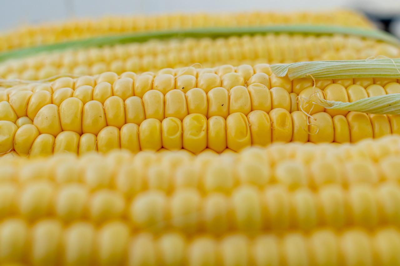 Eksperci prognozują wyraźny wzrost produkcji i zużycia kukurydzy na świecie