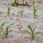 Prognoza meteorologiczna i szczegółowa prognoza hydrologiczna na kolejne 7 dni
