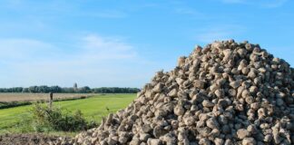 Nowe warunki kontraktacji dla plantatorów buraków