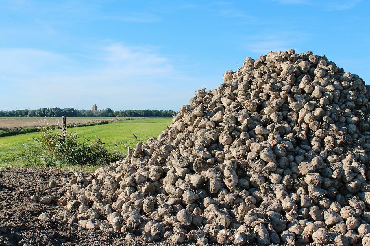 Nowe warunki kontraktacji dla plantatorów buraków