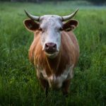 Konsultacje w sprawie dobrostanu zwierząt. Każdy może zabrać głos