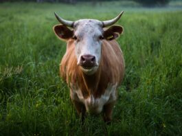 Konsultacje w sprawie dobrostanu zwierząt. Każdy może zabrać głos