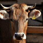 Rząd zamknął granice na wybrane towary z Węgier i Słowacji