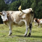Umowa handlowa z Mercosur a rynek bydła mięsnego. Jakie zagrożenia stoją przed rynkiem wołowiny?