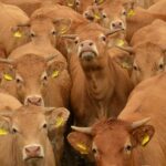 300 tys. zł na inwestycje związane z produkcją ekologiczną. Trwa nabór wniosków