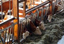 Nawet 150 tys. zł dla hodowcy. Jesienią ruszy nabór na inwestycje w dobrostan zwierząt