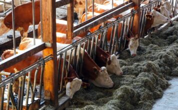 Nawet 150 tys. zł dla hodowcy. Jesienią ruszy nabór na inwestycje w dobrostan zwierząt