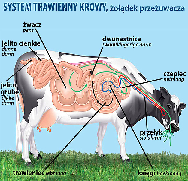 Po co krowom cztery żołądki?