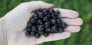 Czarna porzeczka, czarna rozpacz. Plantatorzy czują się oszukani