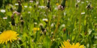 Uproszczenia w Zielonym Ładzie wchodzą w życie 25 maja br. Co się zmienia?