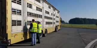 Transport ze świniami zatrzymany. Kierowca ma poważne kłopoty