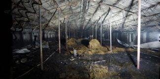 Pożar kurnika. Padło 32 tysiące kurcząt