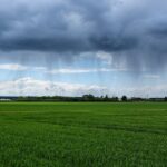 Pogoda niszczy uprawy – eksperci alarmują o nowych zagrożeniach klimatycznych