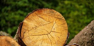 Absurd w ustawie o lasach! Rolnik ma własny las, ale drewna nie może użyć