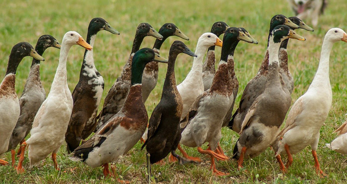 Wirus grypy ptaków ponownie uderza w Azji