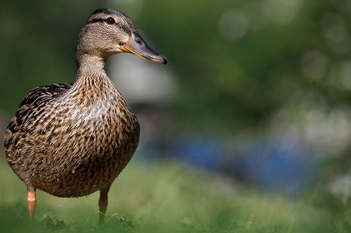 HPAI: 11 województw z ograniczeniami eksportowymi do Bośni i Hercegowiny