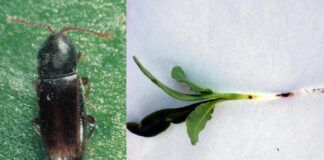 Drobnica burakowa atakuje plantacje. Jaki insektycyd zastosować?