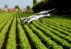 Pszczoły pokażą dronom drogę do domu. Przełomem rolnictwo szklarniowe