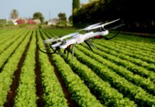 Pszczoły pokażą dronom drogę do domu. Przełomem rolnictwo szklarniowe