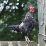 Dramat na rynku jaj. Może być jeszcze gorzej