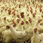 Ceny drobiu pójdą w dół. Credit Agricole podał konkretne prognozy