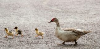 Ptasia grypa dziesiątkuje stada kaczek