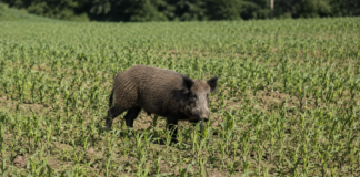 Polski Związek Łowiecki radzi rolnikom, jak chronić pola przed dzikami
