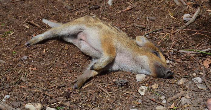 Redukcyjny odstrzały dzików w Jaworznie