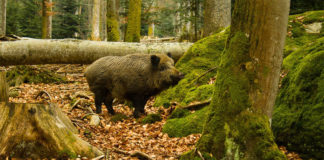 Główny Lekarz Weterynarii apeluje: Grzybiarze, uważajcie na ASF