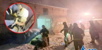 5 małych kangurków uratowali strażacy z pożaru w Murzynowie
