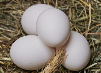 Z głodu i pragnienia zdechło 4,4 mln kur nieśnych! Jedna z największych ferm w Europie zamknięta