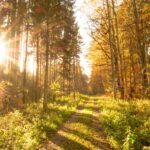 Opady deszczu i porywisty wiatr – prognoza pogody na weekend 14-15.10.2023 r.