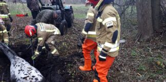Konie ugrzęzły w bagnie. Na pomoc ruszyli strażacy
