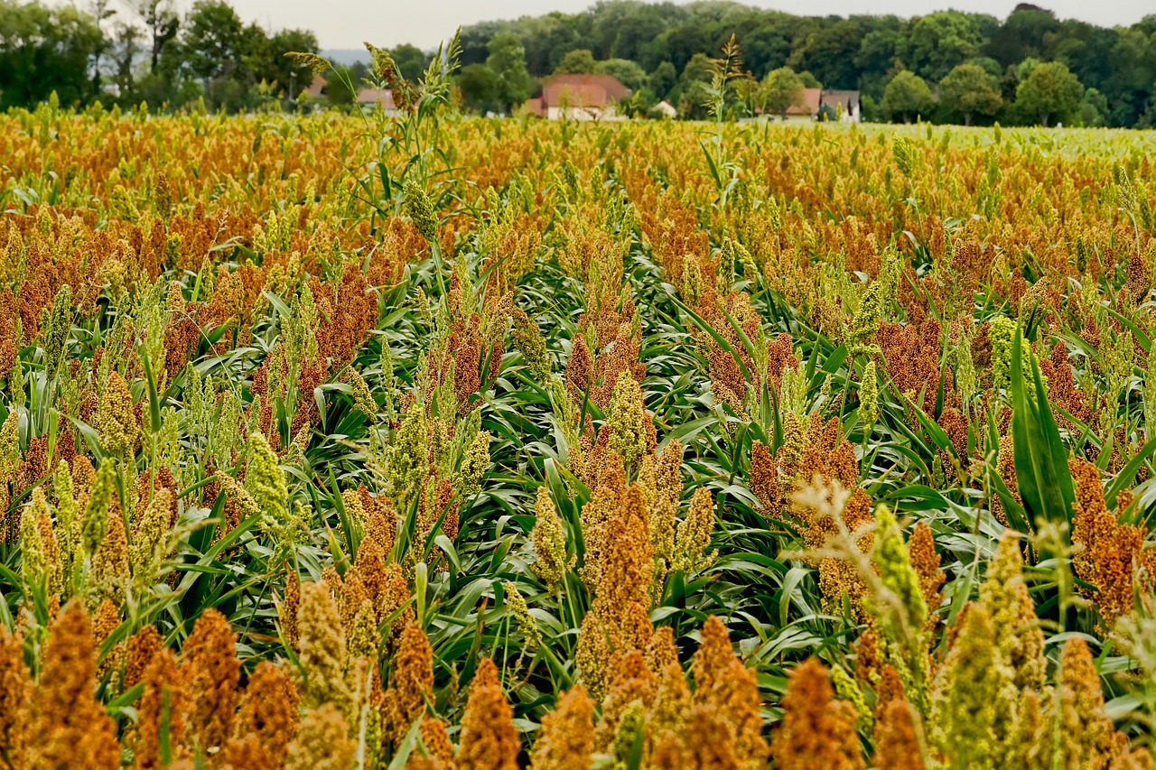 W UE uprawia się coraz więcej sorgo. Roślina staje się powszechniejsza za sprawą zmian klimatycznych