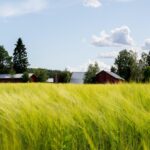 Ziemniaki za grosze, jabłka za pół darmo – rolnicy mówią dość