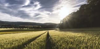 EURACTIV.pl: Kryzys klimatyczny zagraża polskiemu rolnictwu