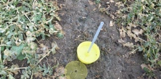 Szara pleśń i chowacze ruszają wcześniej. Rolnicy muszą przyspieszyć monitoring