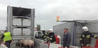Nowe zasady bioasekuracji dla gospodarstw utrzymujących świnie