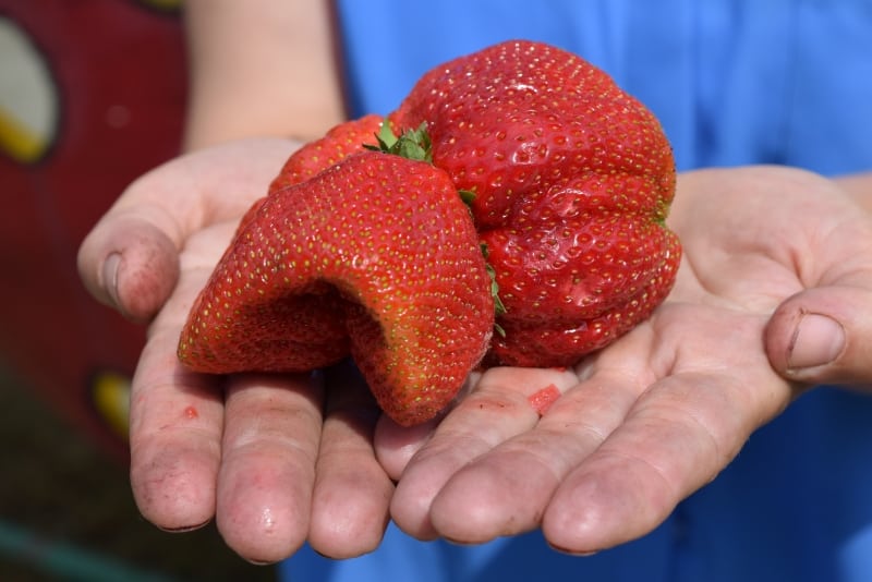 PIORiN kontroluje plantacje truskawek. Wyniki są zaskakujące